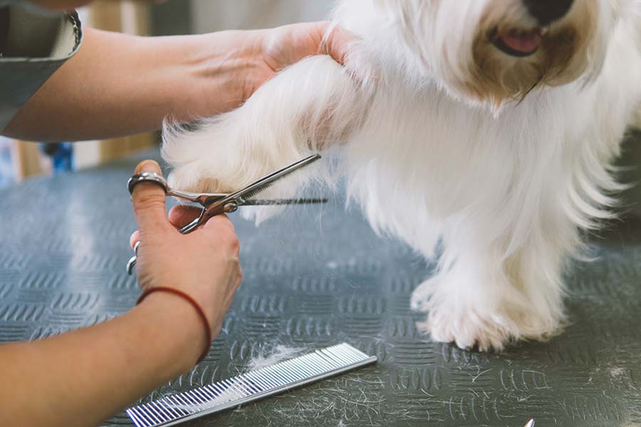 dog-groom