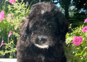 A black puppy sitting with green leaves in the background.